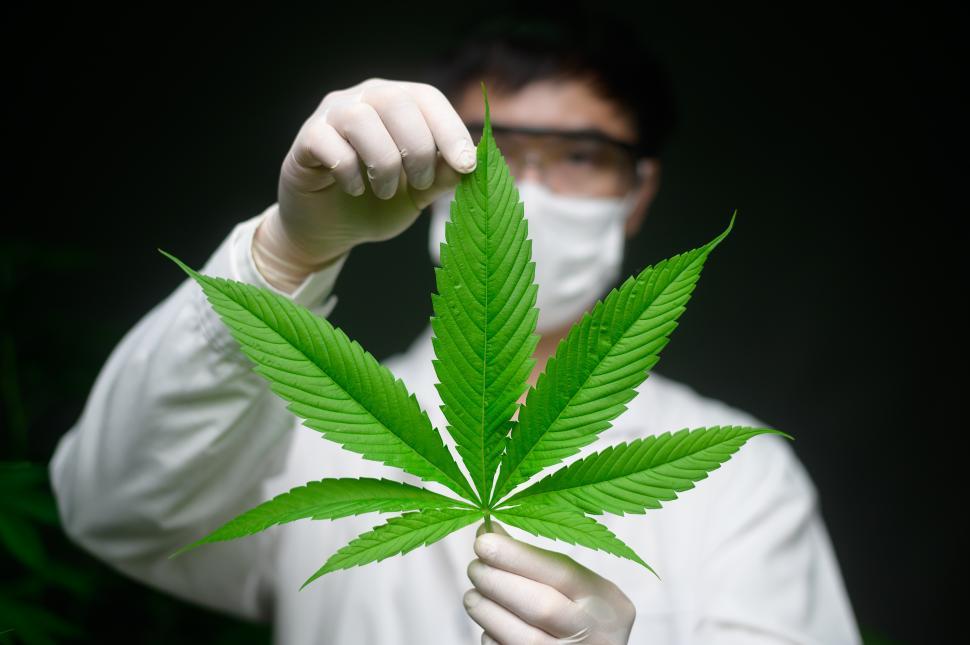 Australia’s cannabis sector sits in an odd spot