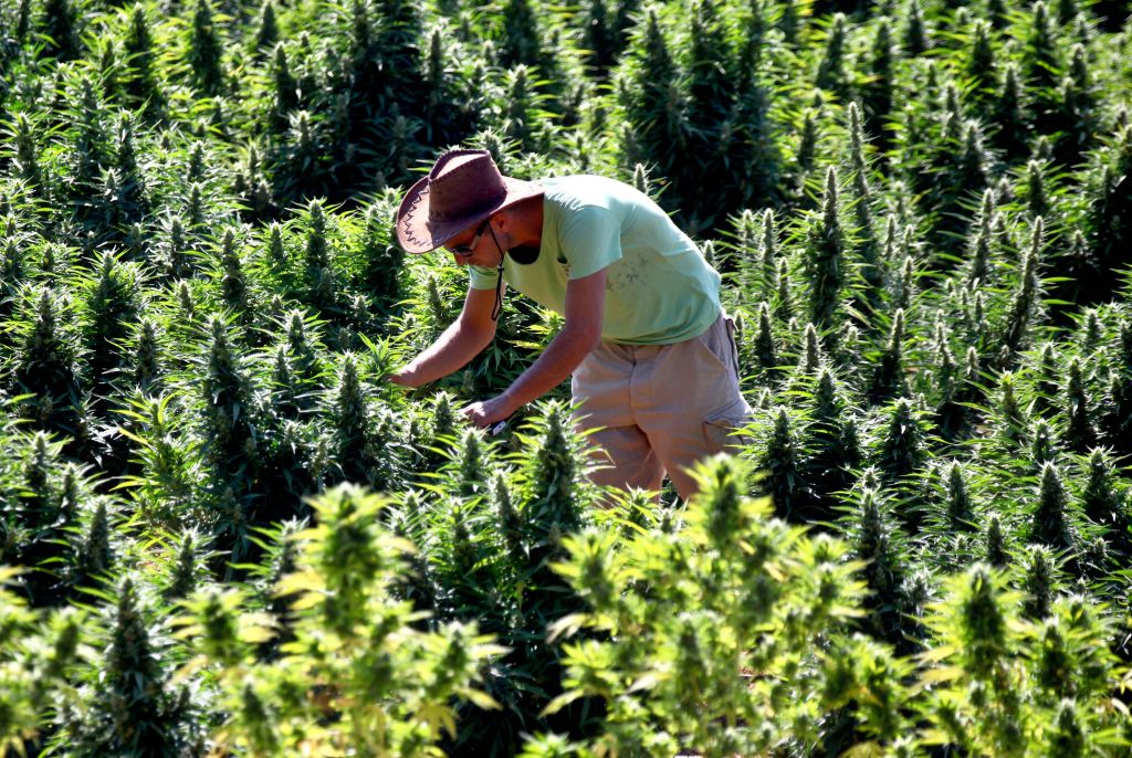 Cannabis regulation and administrative systems